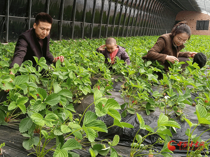 华亭：草莓采摘乐了游人富了农家